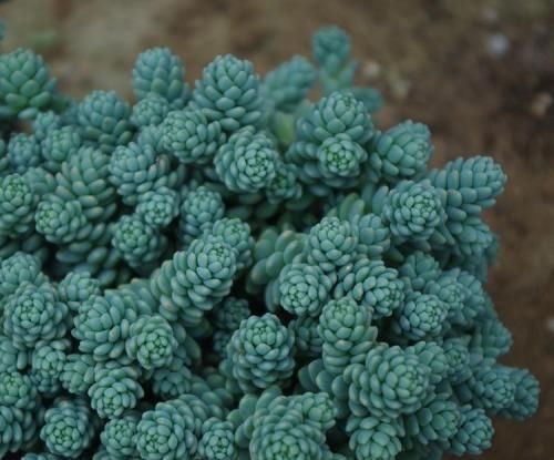  香香|4种香香多肉，颜值高易爆盆，家里养几盆，清香飘满屋！