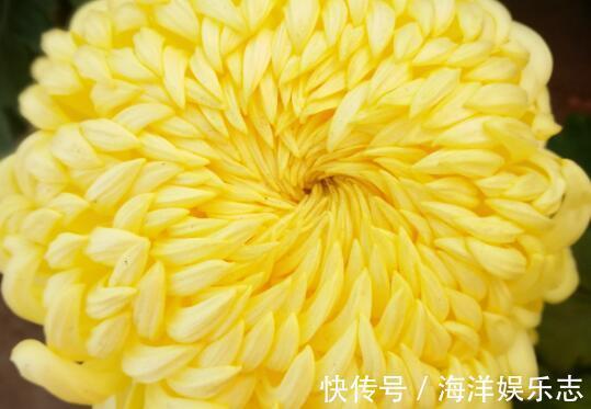 夏季想养菊花选“绿水秋波”开花似“毛球”超可爱，养上值了