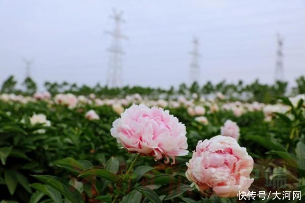 花海|实时“云赏花”！洛龙芍药花海向市民游客免费开放