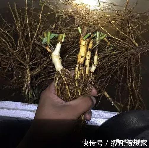月季养成树，开花一团团，轻松开成大花球，阳台也能养得好！