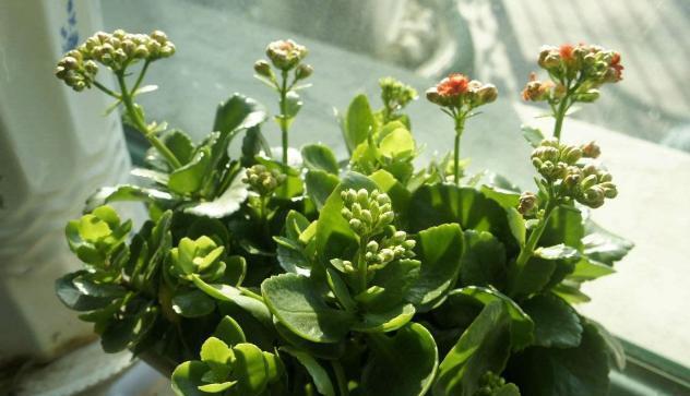 除了手动翻土,还能通过“加点料”改善土质,解决土壤板结困扰