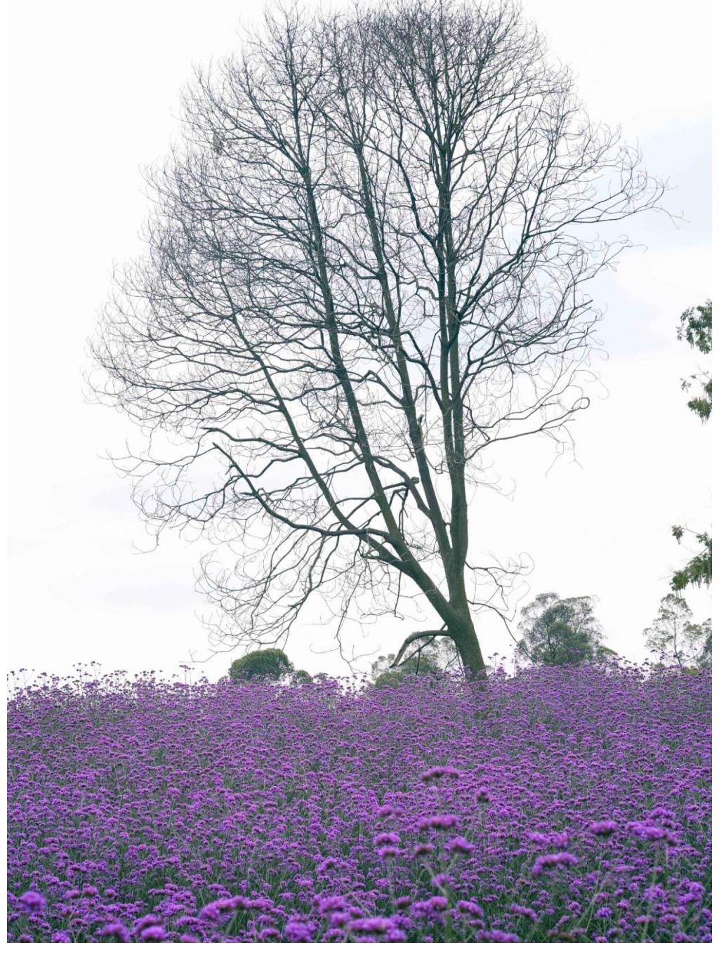 小动物|四川有3个无边花海，不要门票目前正是赏花期，适合1日游