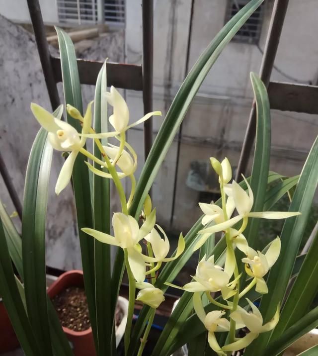 浇水|这3种花上档次,阳台养一盆,开花比香水还好闻