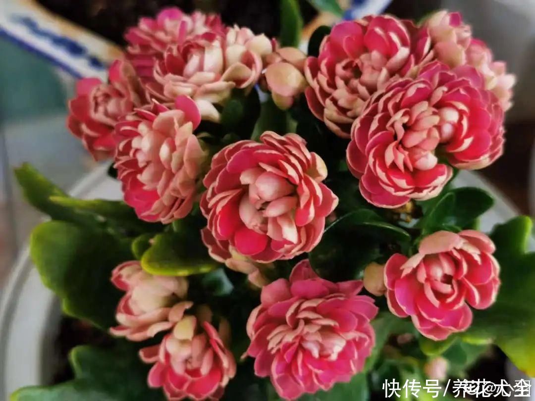 蟹爪兰|立秋后，7种花要“苏醒”，可以放手养了