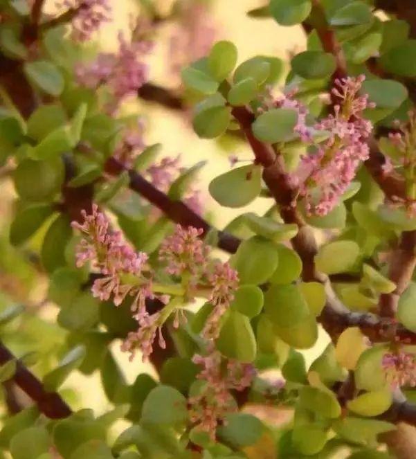 金枝玉叶开花了，真花长这样，很多人没见过