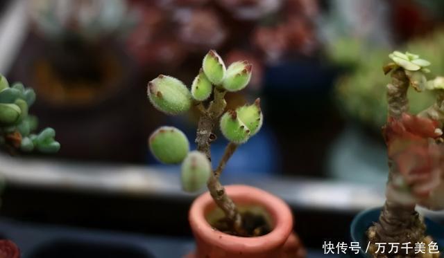 多肉饿着养,个个土肥圆,越矮越小越值钱