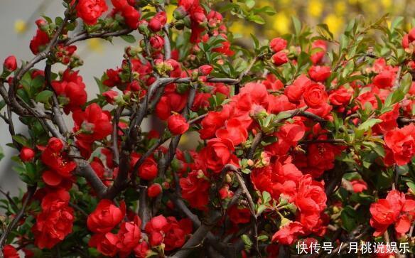 养盆“贴梗海棠”吧!花语平凡也热情,花色艳丽,居家首选