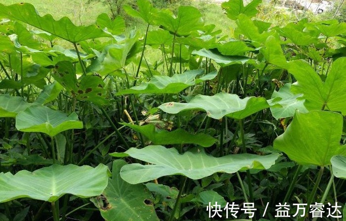 美容养颜|立秋后常吃此野菜,能清肠排毒,美容养颜,早知早受益