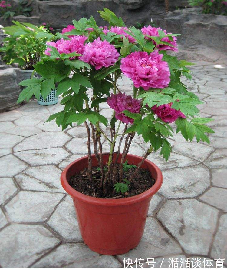 6种“硬气花”,冬天赶紧“扔出去”,冻一冻才壮,开花更劲爆