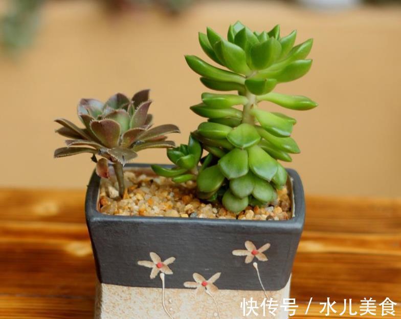 早剪|赞！天热盆栽多肉，满足此3点，安全度夏，谁见了都喜欢
