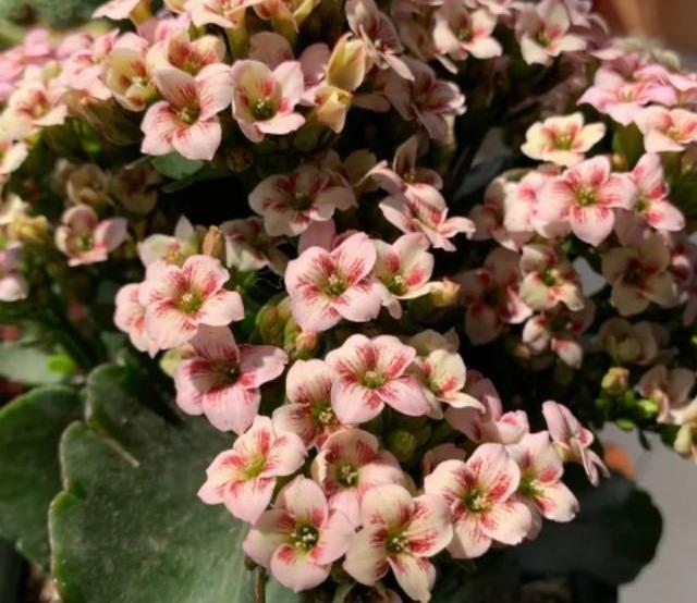 48个长寿花品种，一个比一个漂亮，文末附长寿花的养护简介