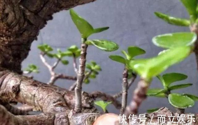 马齿苋树养成“老桩”,就靠“这液体”,10天用1次,半年就成!