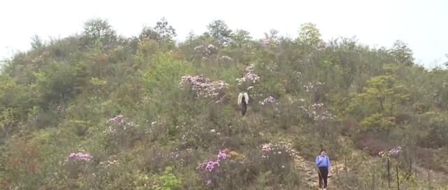 清明时节：山花烂漫 登山踏青正当时