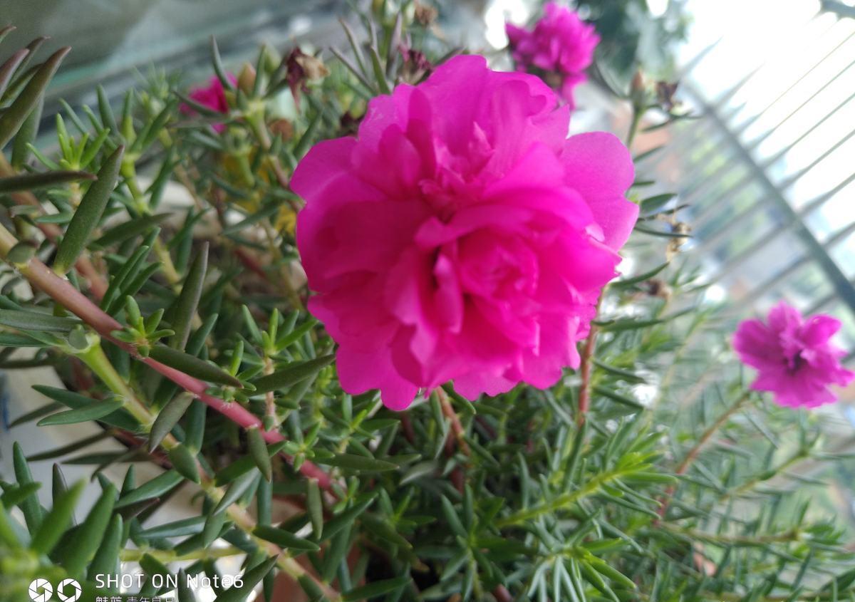 4种带“钱”的植物,在家养招财旺运,关键是太好养