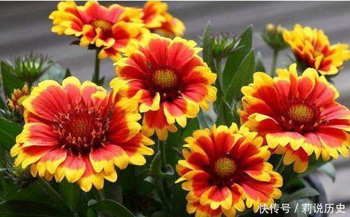 适合阳台养护的花卉,新手也能养爆盆,开花枝繁叶茂,美极了