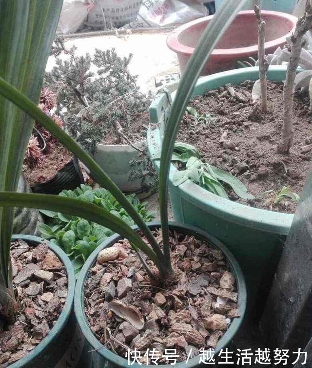 养花30年的大神说,这“3点”养花技巧,学会了啥花都能养活!