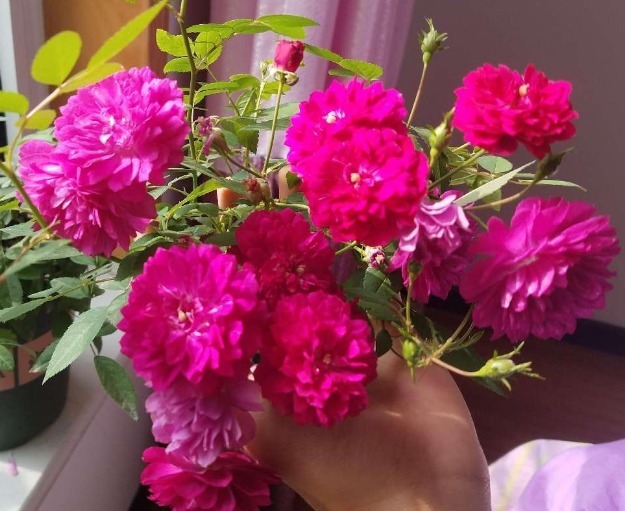 喜欢月季就养它!比菊花艳,比牡丹好养,一开300天,轻松变花海