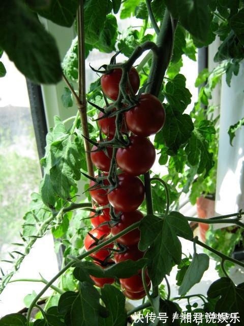 盆栽|8种水果盆栽比花都美，果实多好打理，够一家人吃一年了！