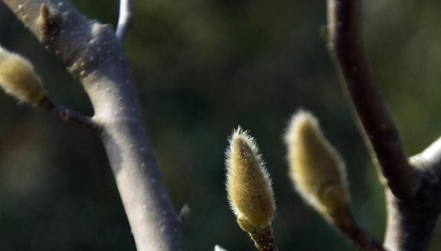 白芷|此物“专通鼻窍”,可解各种鼻窍病证,但唯有初春可采,切勿错过