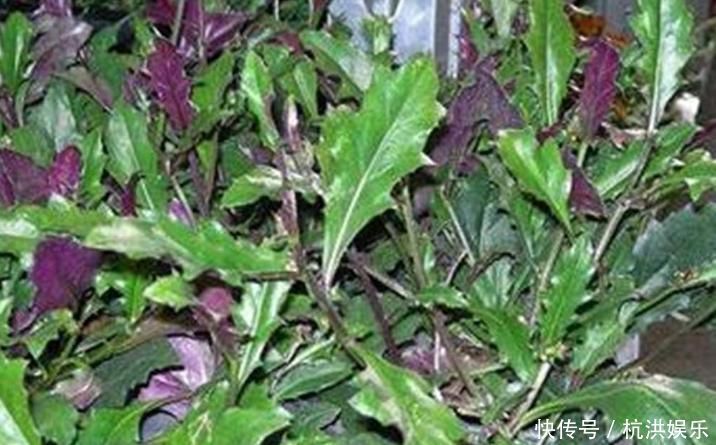 止血|乡下人常见的野菜,各种炎症的克星,清热止血补血补气,好处多多