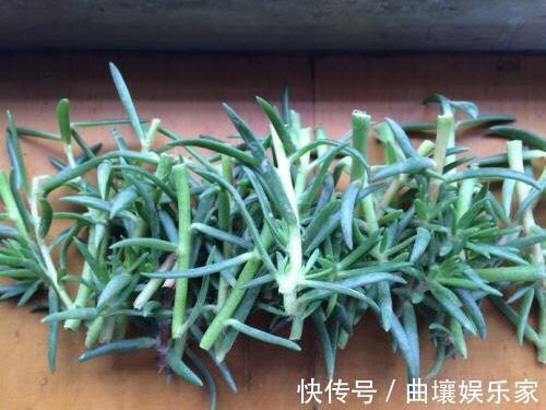 太阳花怎么扦插教你“1招”,7天生根,10天开花,秋季扦插刚好