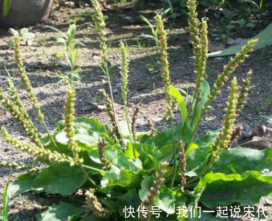 黑桑葚干|高血压终于遇上“死对头”，每天坚持吃一点，血压一降一个准！