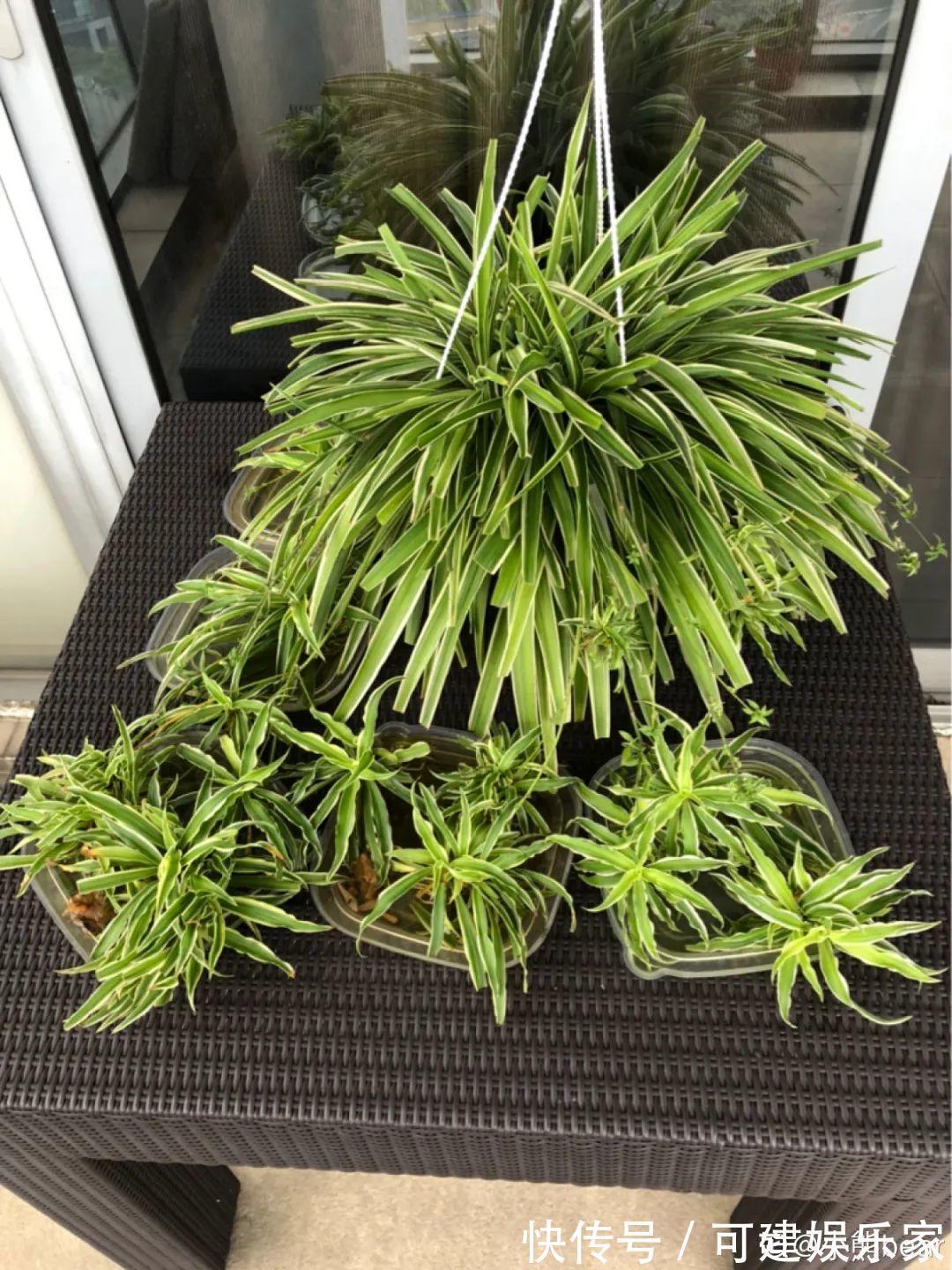 花花|“折腾不死”的10种花,咋养都爆盆,懒人最适合!