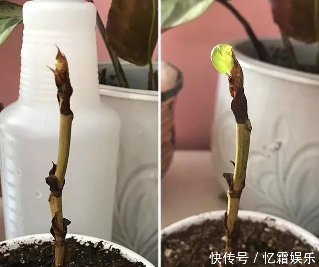 快枯死的绿植在大神手下起死回生,对比图超治愈又励志哇