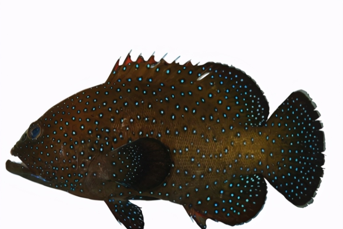 沿海地区|5类鱼没营养,对人体有害,但很多人爱吃