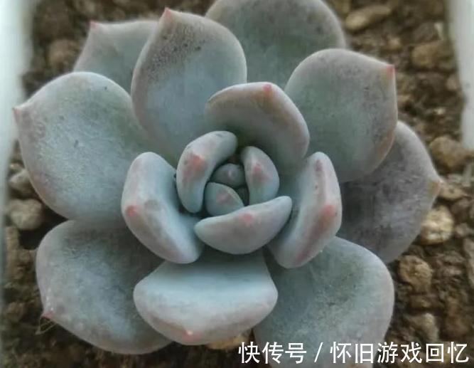 结板|如何判断服盆,什么多肉好养