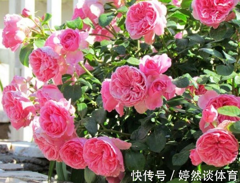 “旺运又招财”的4种花，家里养1盆，招财又招运，添福添财添喜庆