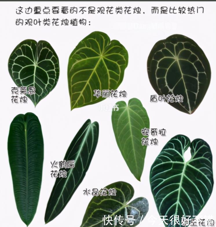 雅观|8种形状各异的花烛,每一款纹路都不相同,十分雅观,你认出几种