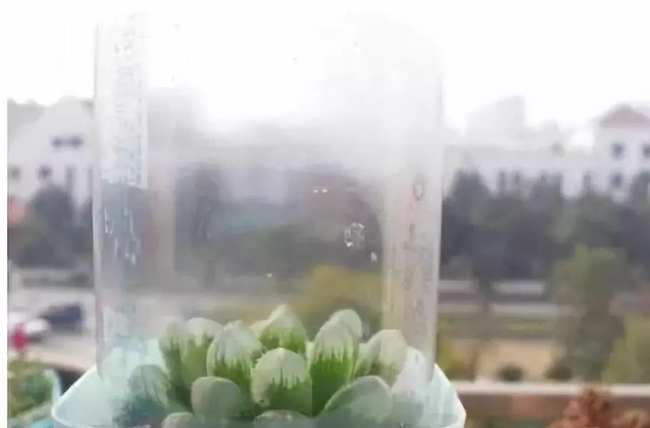 拿它一捂，长寿蟹爪兰嗖嗖冒花苞，多肉呼呼胖三圈