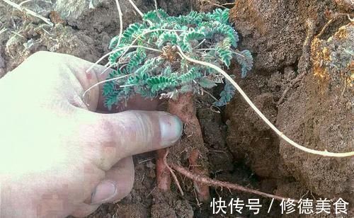 野菜|入心经补肝肾，俗称“假人参”，除草时请留意，野生的不多了