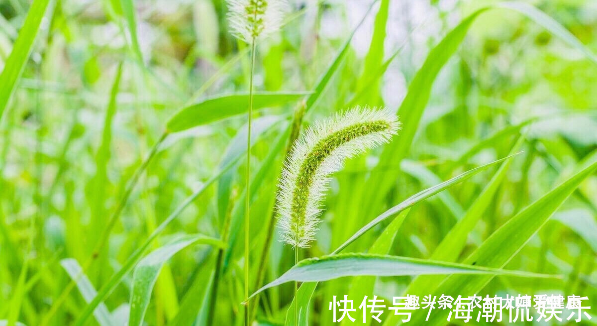 月经不调|农村人把此物当“救命草”,用它泡水喝,妇科炎好了,防月经不调