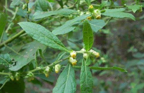野草|乡下一种野草，浑身上下都是宝，并且还有着极高的药用价值