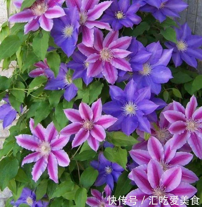 “4种花”最适合春天养,开花多又美,满屋飘香,天天好心情!