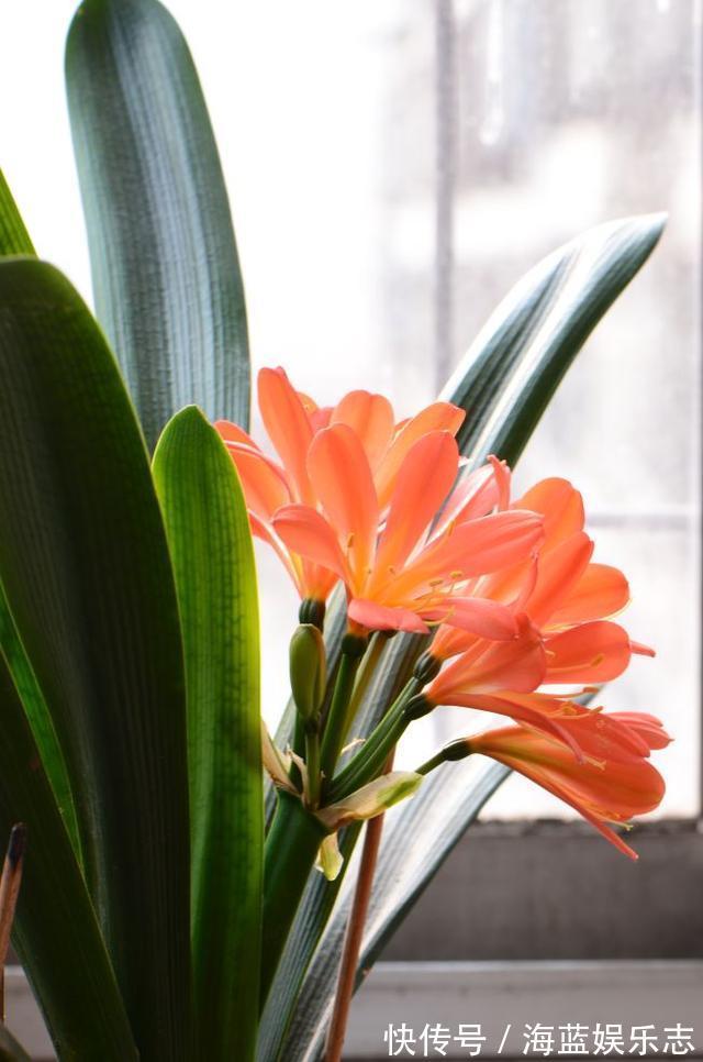 板结|君子兰烂根“快死了”，别着急扔，一招就能救回来