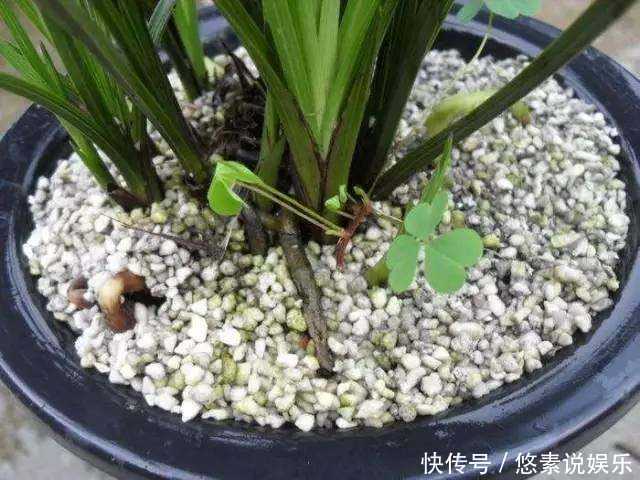 君子兰、兰花拿2种“石头”养，不烂根不黄叶，根壮叶绿、开花多
