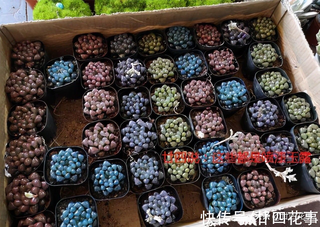 8种多肉，明智的人不买，要么多花钱费精力，要么养不活还被笑傻