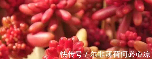 观音莲|适合养花新手的4种多肉植物, 很难养死且物美价廉