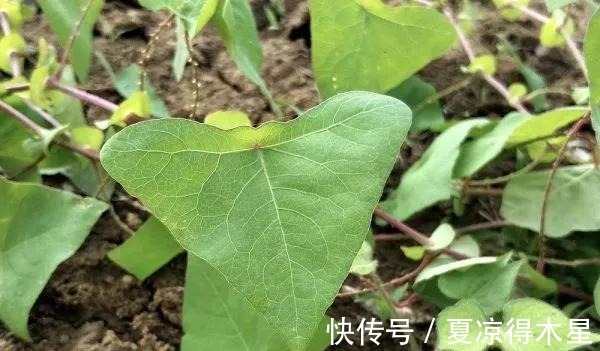 良方|一种带刺野草，蛇见到掉头就跑，是治蛇伤良方，农村娃却当零食吃！