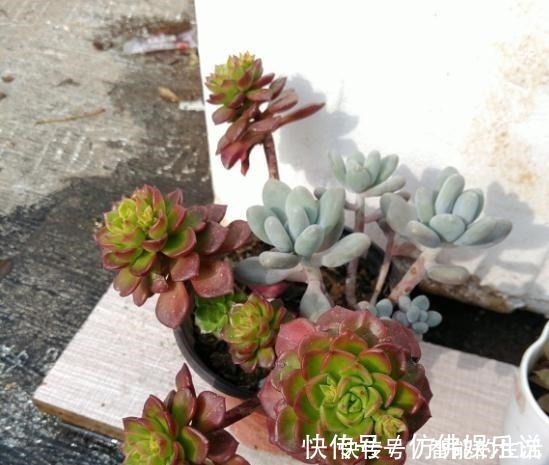 徒长|蒂亚徒了,都可以召唤“神龙”,手一痒,全都拔了!