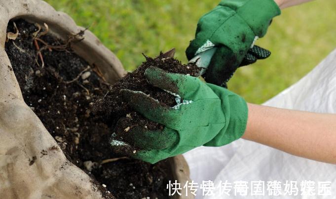 旧土|养花换下来的旧土别扔，加4种东西，比新土还好用