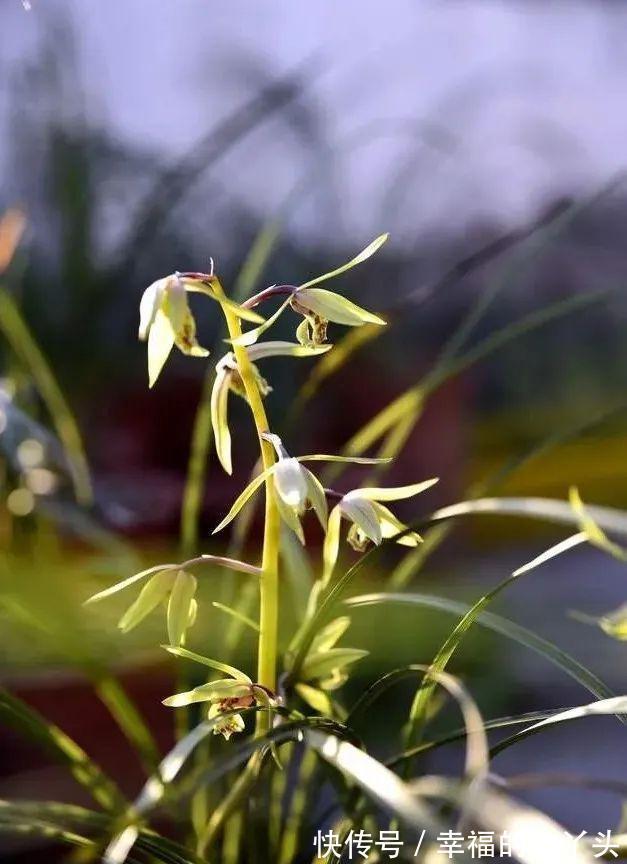 怎样养春兰蕙兰,才能开花香、花期更长?低温作用不可忽视