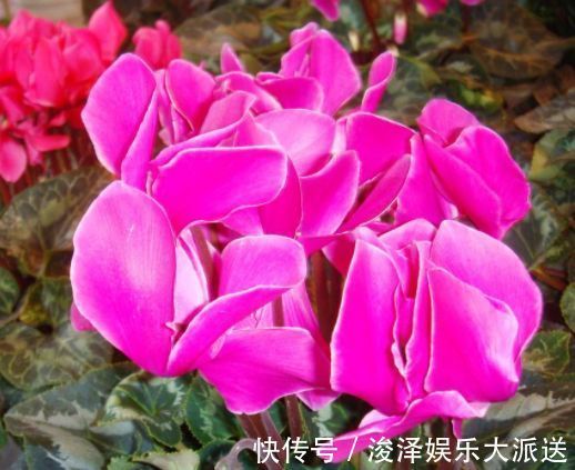 这几款花卉,养在家里,越冷开的越灿烂,四季繁花似锦,幽香四溢