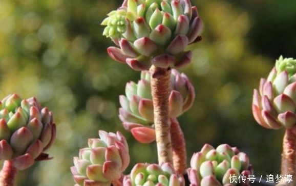 多肉|把10元的多肉养成老桩,原来是用了这方法!