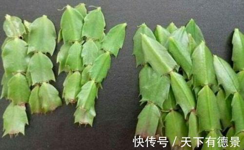 绿萝|一场秋雨一场寒,秋雨后适合扦插6种花,爱生根,爱生长