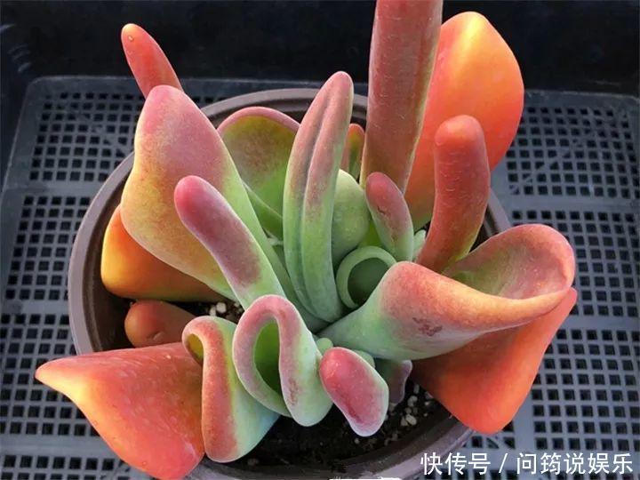 鸾凤玉|今年最火的奇葩多肉,价格这么贵,还有人抢着买!