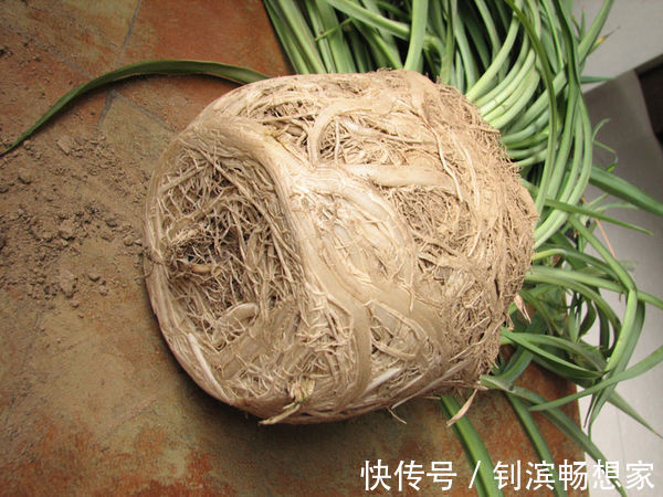 绿萝吊兰就好“一口酒”,2周喝上一杯,叶子翠绿、新芽挤爆盆